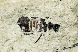 Miocene Beetle (Coleoptera) Fossil - Murat, France #254029