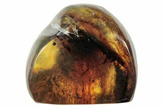 Polished Chiapas Amber ( g) - Mexico #253876
