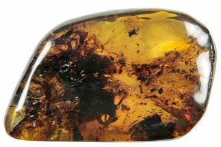 Polished Chiapas Amber ( g) - Mexico #253883