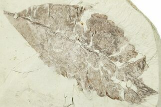 Miocene Fossil Leaf (Rosa?) - Augsburg, Germany #254105