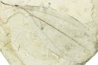 Miocene Fossil Leaf (Cinnamomum) - Augsburg, Germany #254111