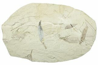 Miocene Fossil Leaf (Cinnamomum) Plate - Augsburg, Germany #254118