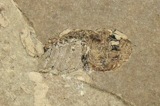 Fossil Fly and Partial Fish Plate - France #254204