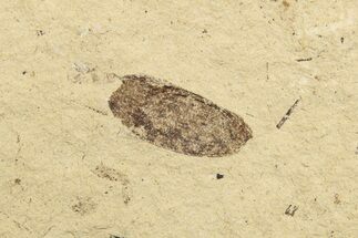 Fossil Beetle (Coleoptera) Elytron - Bois d’Asson, France #254214