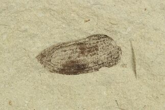 Fossil Beetle (Coleoptera) Elytron - Bois d’Asson, France #254230