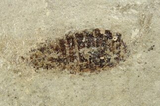 Detailed Fossil Dragonfly (Odonata) Larva - France #254255