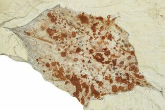Miocene Fossil Leaf (Populus) - Augsburg, Germany #254158