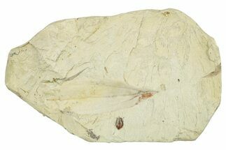 Miocene Fossil Leaf (Cinnamomum) - Augsburg, Germany #254170