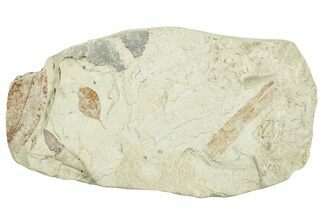 Miocene Fossil Leaf Plate - Augsburg, Germany #254172