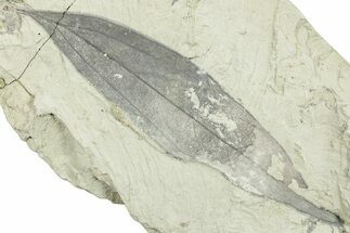 Miocene Fossil Leaf (Cinnamomum) - Augsburg, Germany #254189