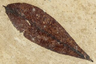 Darkly Preserved Fossil Leaf - France #254270