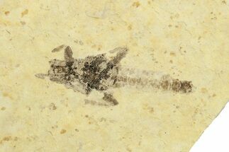 Detailed Fossil March Fly (Bibionidae) - France #254186