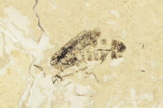Detailed Fossil March Fly (Bibionidae) - France #254188