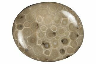 Polished Petoskey Stone (Fossil Coral) - Michigan #254386