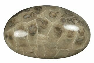Polished Petoskey Stone (Fossil Coral) - Michigan #254392