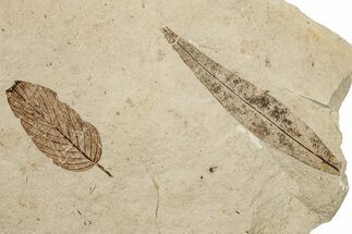 Two Oligocene Fossil Leaves - France #254212
