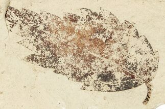 Fossil Leaves (Zelkova?) On Twig - France #254301