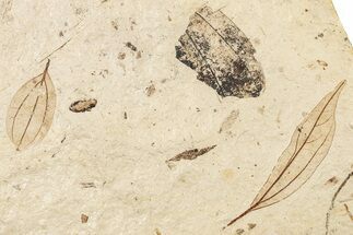 Two Oligocene Fossil Leaves (Cinnamomum) - France #254318