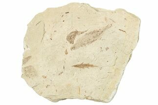 Fossil Leaf Plate - France #254332