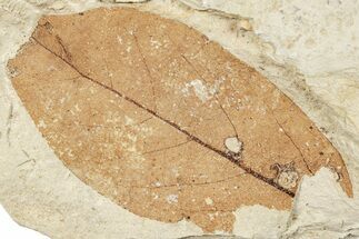 Fossil Leaf - France #254354