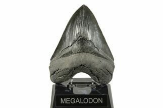 Serrated, Fossil Megalodon Tooth - Massive River Meg #254579
