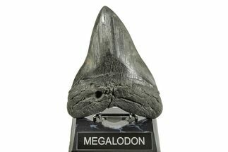 Fossil Megalodon Tooth - Foot Shark! #254580