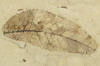Fossil Leaf (Ulmus?) - France #254356