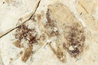 Fossil True Weevil (Curculionidae) Beetle - France #254558