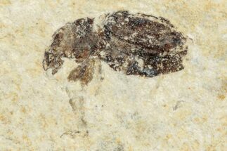 Fossil True Weevil (Curculionidae) Beetle - France #254576