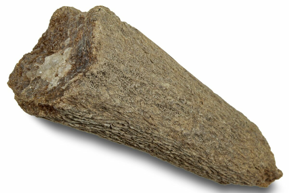 2.45" Cretaceous Swordfish (Protosphyraena) Rostrum Kansas (254620) For Sale