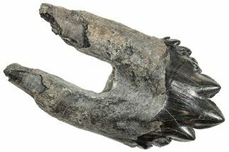 Rare, Fossil Basilosaurus Molar - South Carolina #254635