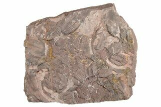 Ordovician Trilobite Mortality Plate - Tafraoute, Morocco #254789