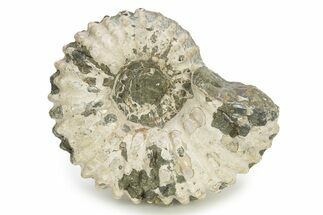 Bumpy Ammonite (Douvilleiceras) Fossil - Madagascar #254929