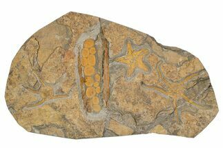 Fossil Starfish, Brittle Star & Edrioasteroid Plate #255014