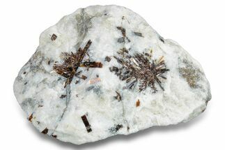 Golden-Brown, Radiating Astrophyllite - Kola Peninsula, Russia #255093