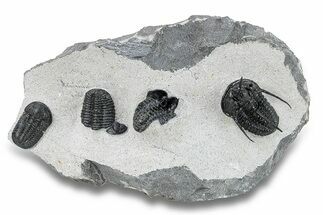 Cyphaspis Walteri With Gerastos Trilobite - Mrakib, Morocco #254159