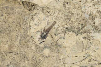 Detailed Fossil March Fly (Bibionidae) - France #254200