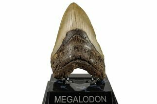 Fossil Megalodon Tooth - North Carolina #255379