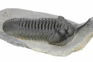 Huge, Morocconites Trilobite Fossil - Ofaten, Morocco #255446