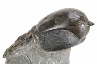 Pelagic Trilobite (Cyclopyge) Fossil - Exceptional Specimen #255355