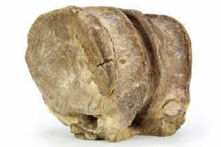 Hadrosaur (Edmontosaurus) Anterior Caudal Vertebrae - Montana #248800