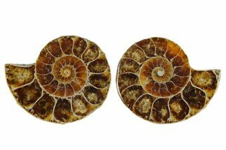 Cut & Polished Agatized Ammonite Fossils - / to / Size #255709