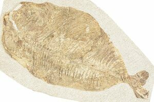 5.7 Fossil Plesiosaur Vertebra With Metal Stand - Goulmima, Morocco  (#89801) For Sale 