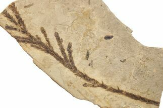 Conifer (Chamaecyparis) Fossil - McAbee, BC #255524