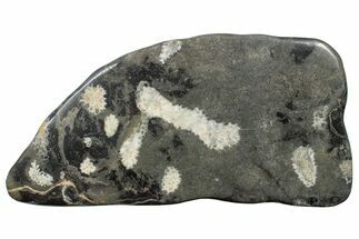 Polished Devonian Fossil Coral Plate - Morocco #255606