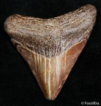 Small Brown Megalodon Tooth From Georgia #2435