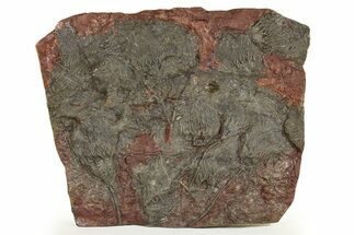 Silurian Fossil Crinoid (Scyphocrinites) Plate - Morocco #255716