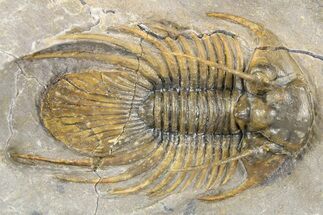 Rare, Spiny Kolihapeltis Trilobite - Atchana, Morocco #255448