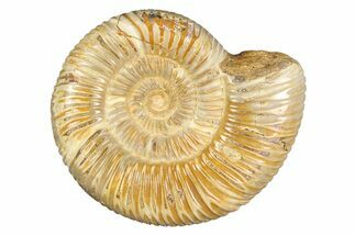 Polished Jurassic Ammonite (Perisphinctes) - Madagascar #256014