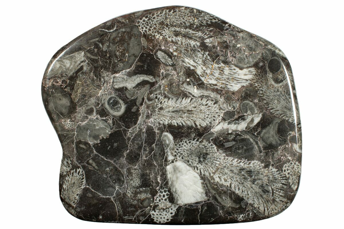 Polished Devonian Fossil Coral And Bryozoan Plate Morocco For Sale Fossilera Com